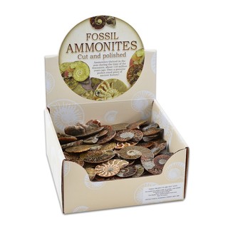 Basketline Cut Ammonites (50)